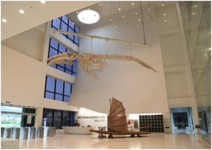 Bộ xương cá voi vây ở Bảo tàng Quảng Ninh