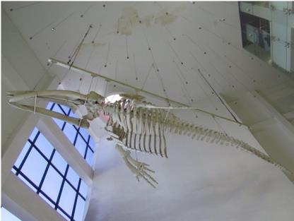 Bảo quản bộ xương cá voi vây ở Bảo tàng Quảng Ninh